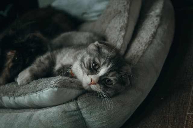 Plush Round Cat Bed