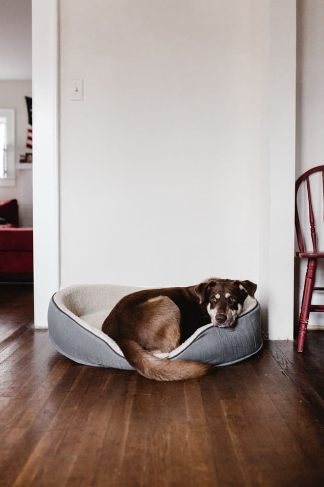 Round Donut Dog Bed
