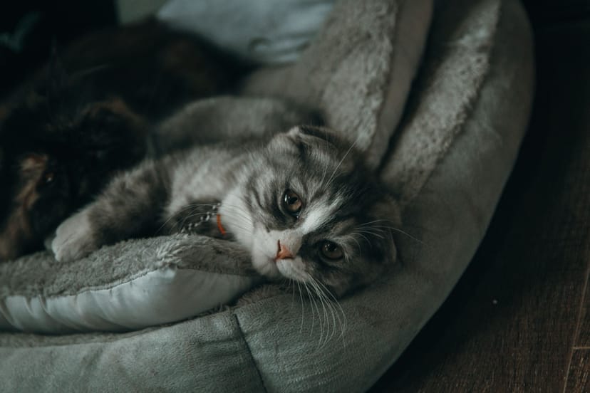 Plush Round Cat Bed - Image 1