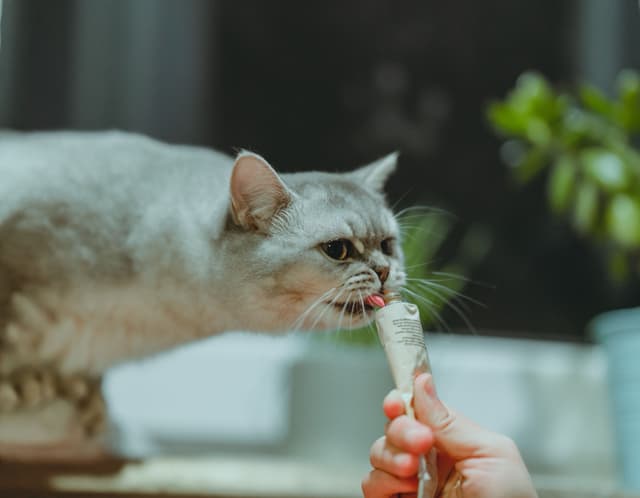 Lickable Tuna Treats