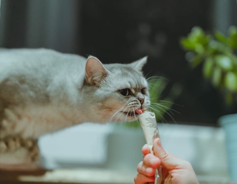 Lickable Tuna Treats - Image 1