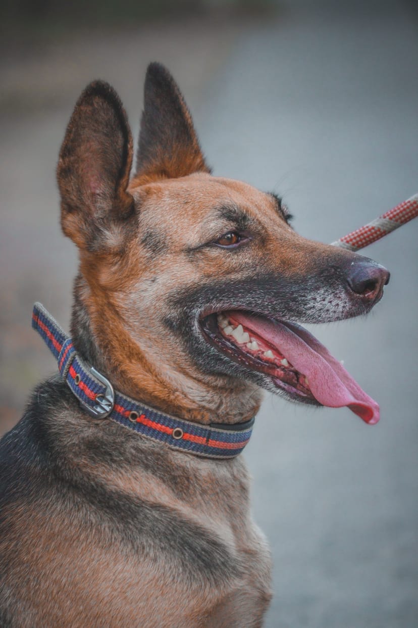 Woven Dog Collar - Image 1