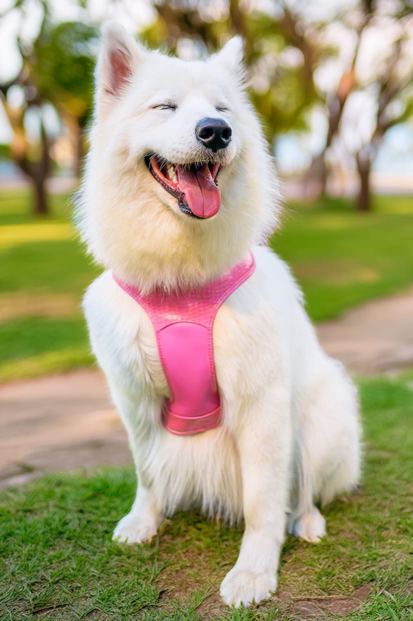 Soft Mesh Harness - Image 1