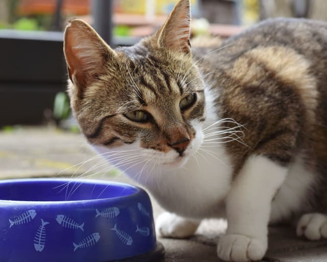 Fish Print Cat Bowl