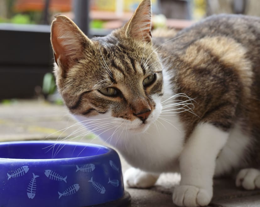 Fish Print Cat Bowl - Image 1