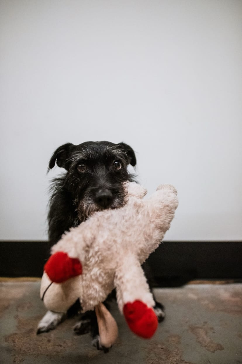 Plush Sheep Squeaky Toy - Image 1