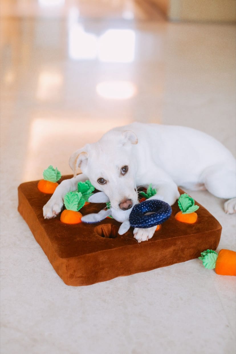 Carrot Patch Snuffle Mat - Image 1