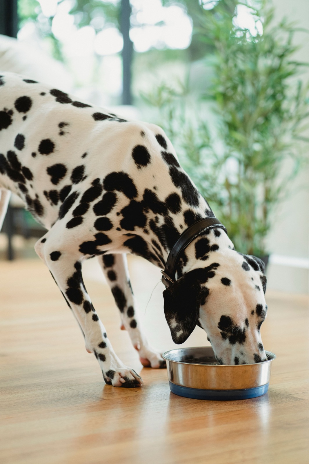 Steel Feeding Bowl - Image 1
